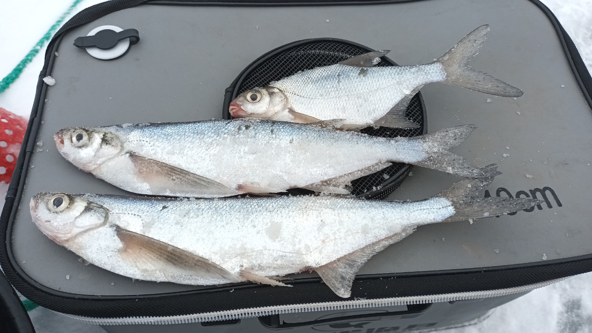 чехонь зимой. фото рыбалка в поволжье. дзен канал
