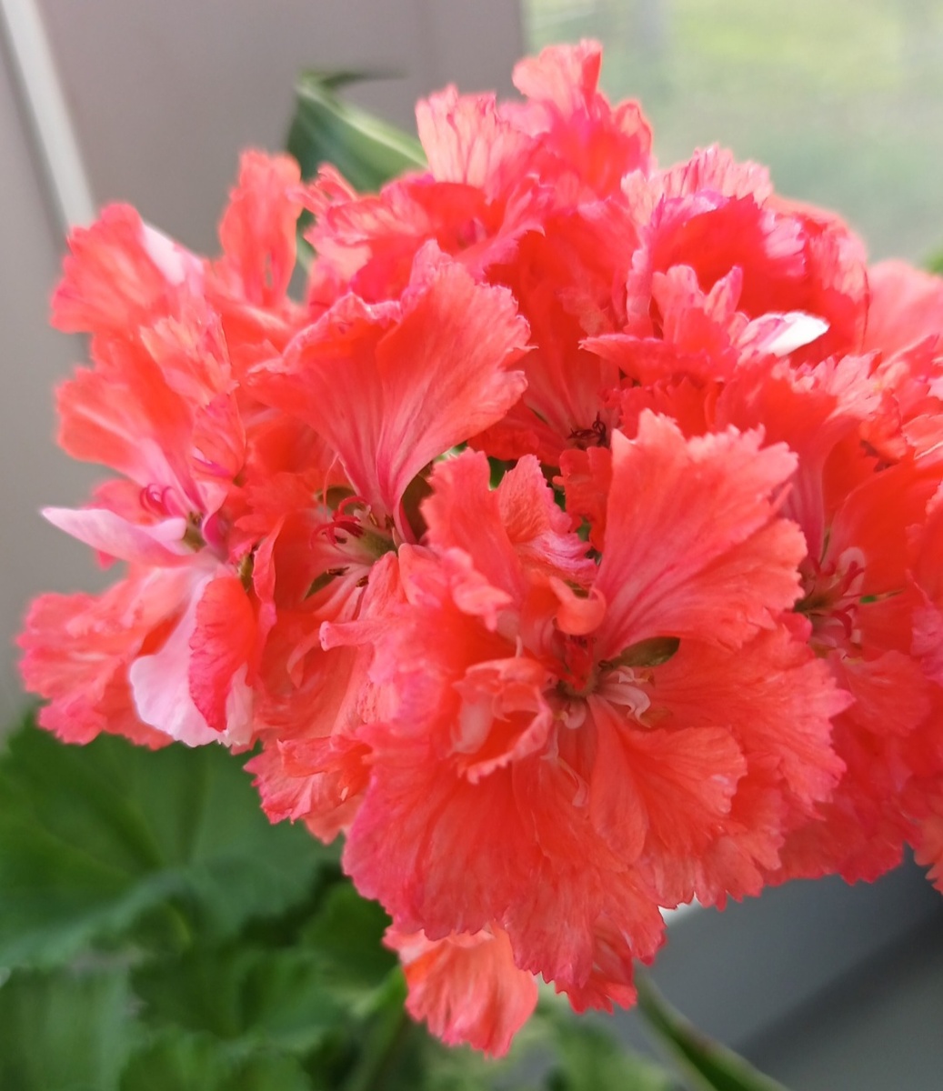 Первое цветение пеларгонии Диана Палмер.