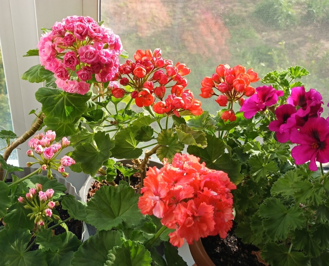 Диана Палмер ( в центре).