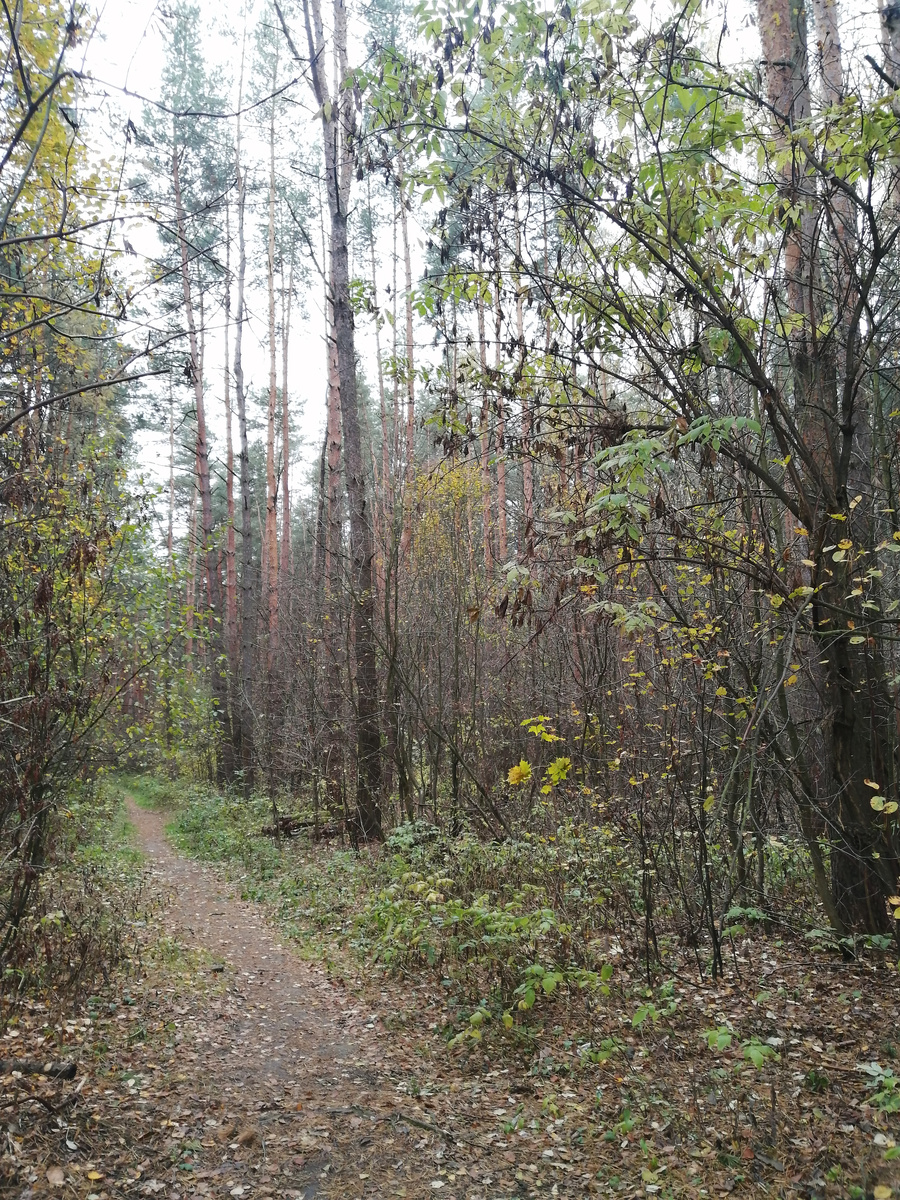 Лес по долроге на дачу. Реденький, но всё же лес...