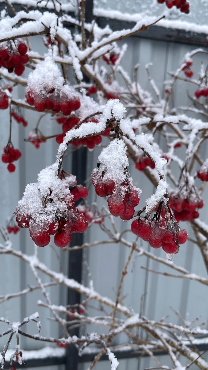 На участке у нас есть какое-то количество растительности, например вот весьма фотогеничная калина