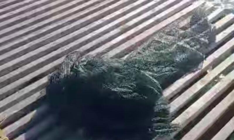    Фото t.me/opershtab23