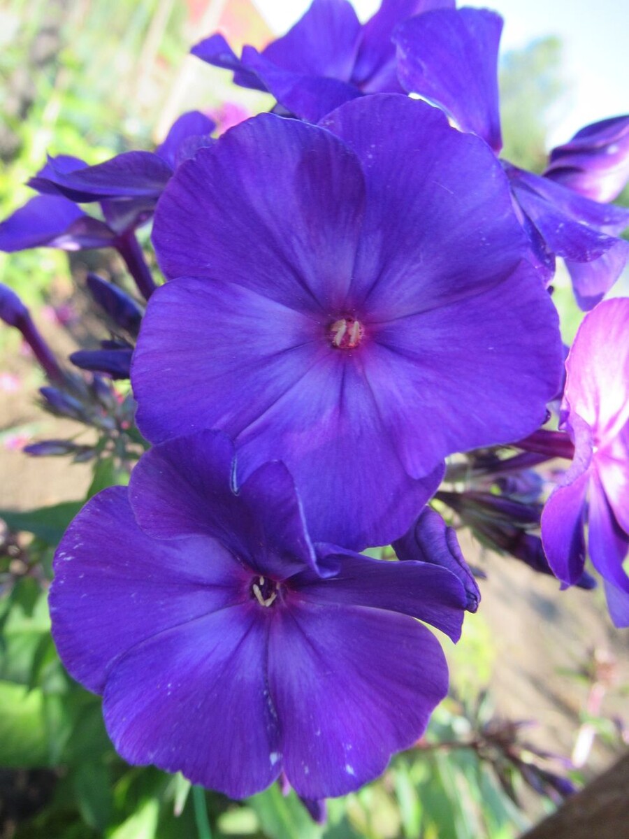 2. Флокс АЙВАЗОВСКИЙ. 2 фото, листайте