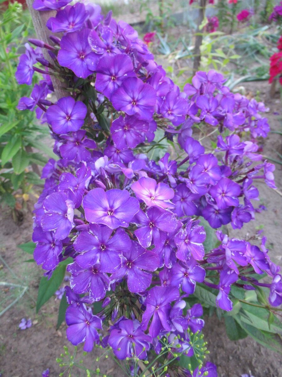 3. Флокс АЙВАЗОВСКИЙ