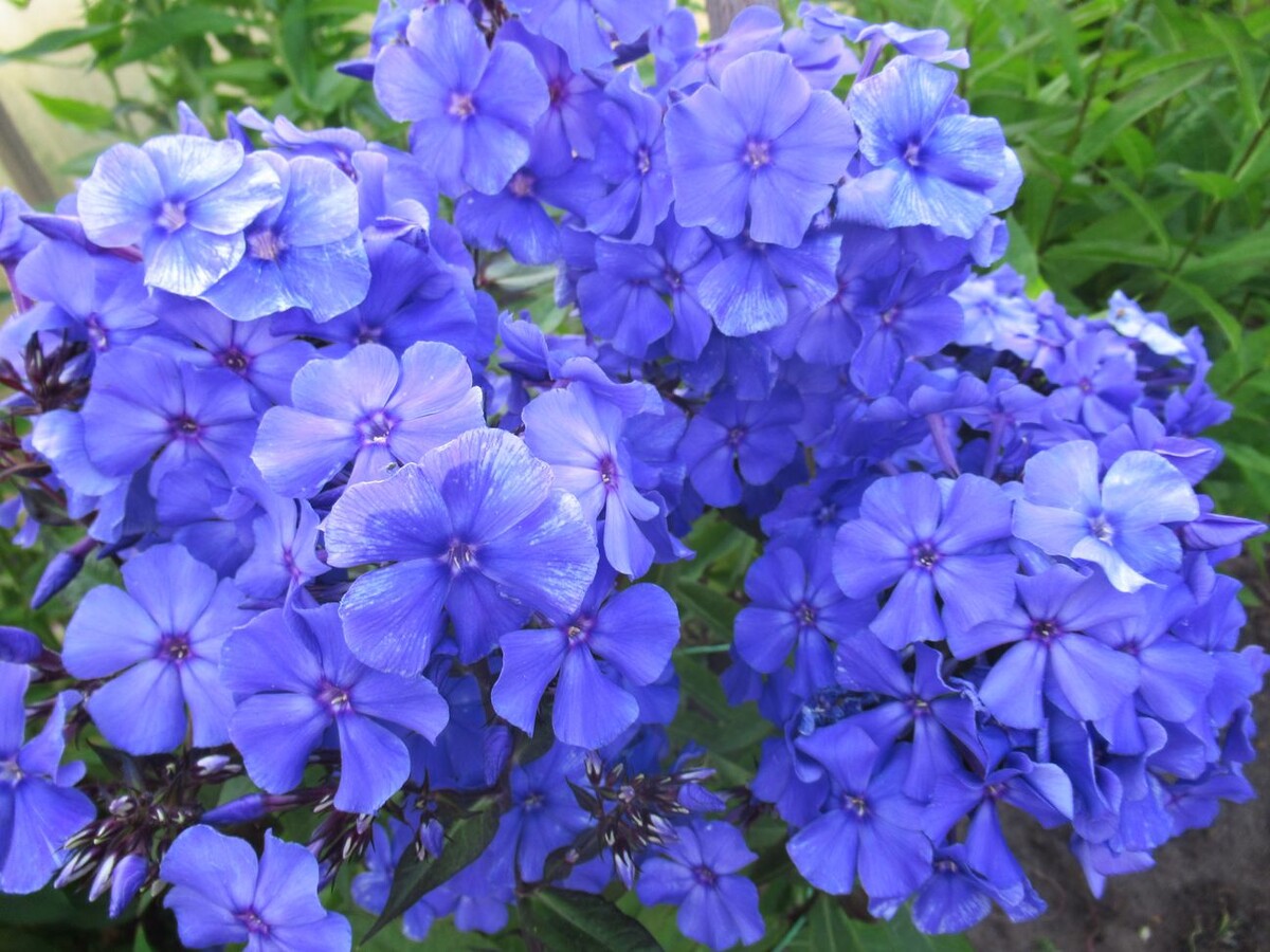 1. Флокс Blue Paradise (Блю Парадайз)