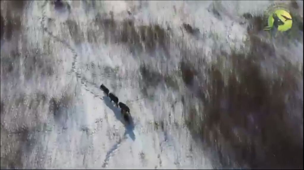    В фотоловушку попал отряд кабанов из заповедника в Оренбургской области