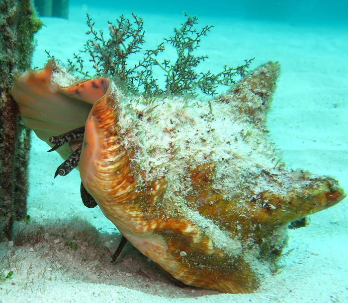 В естественной среде обитания
