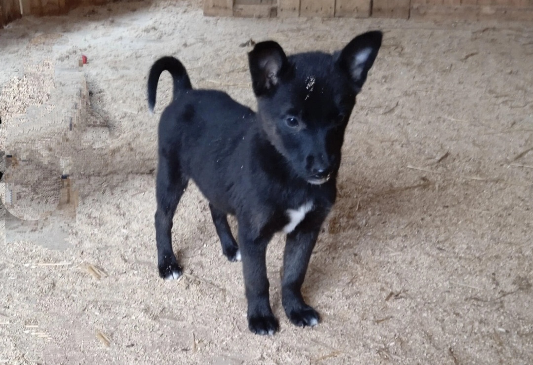 Шаня, будущая Шанель.