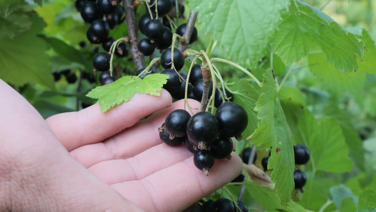 Такие крупные ягоды можно получить после правильной весенней обработки