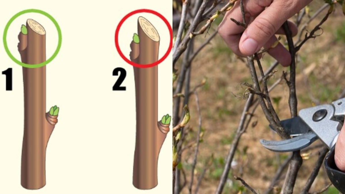 Правильный срез ветки защищает куст от болезней