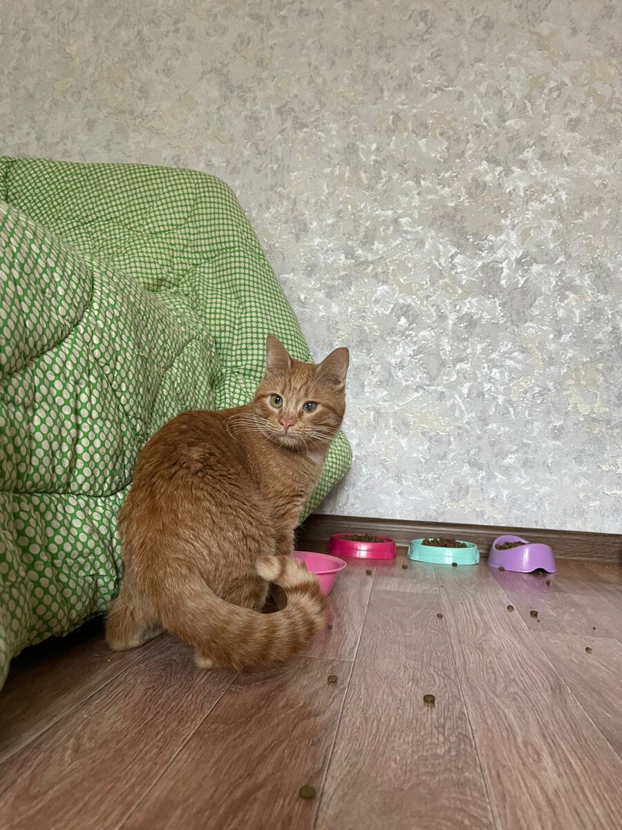 Кушает сухой корм, с другими котиками дружно уживается.