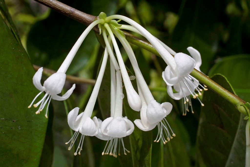 цветки фалерии