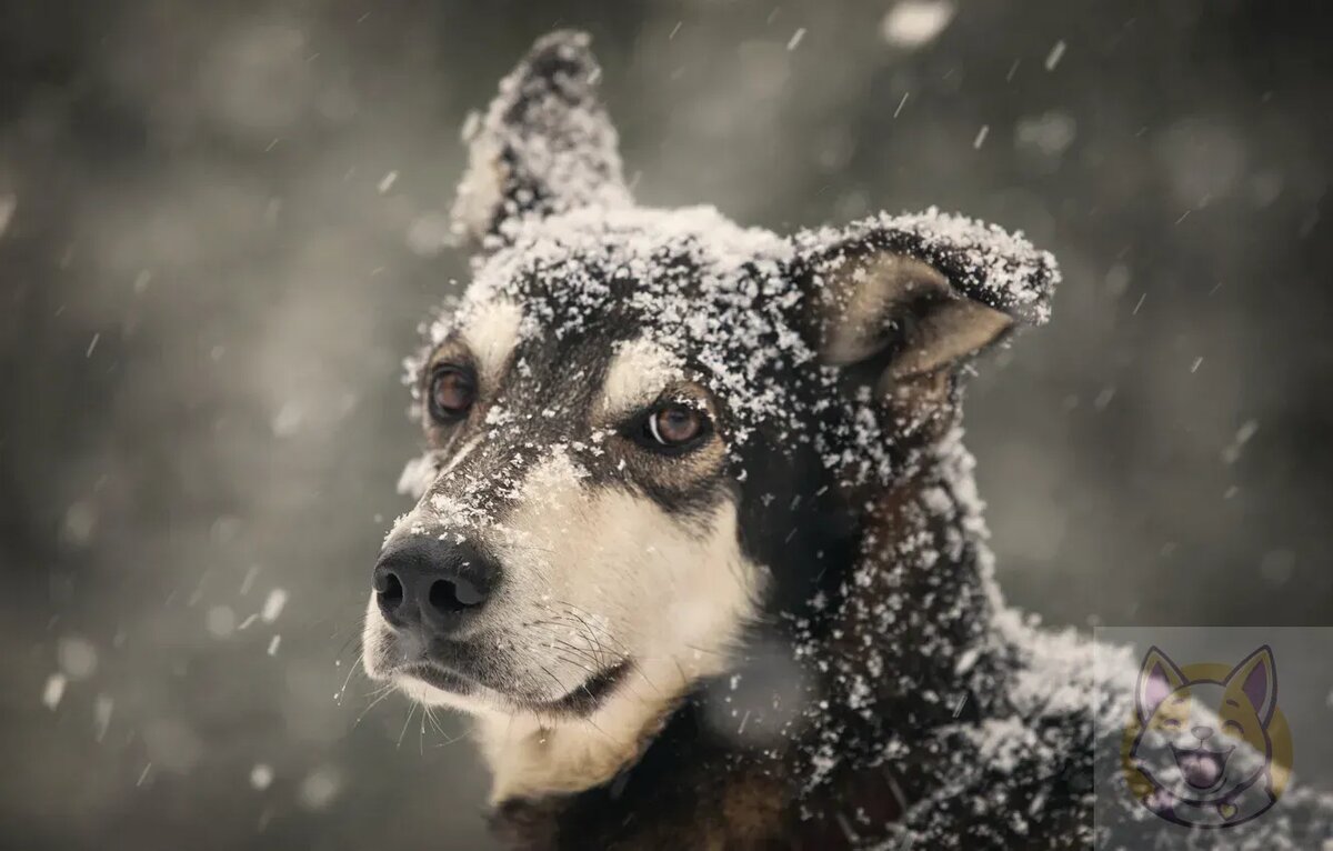 Почему собакам холодно?