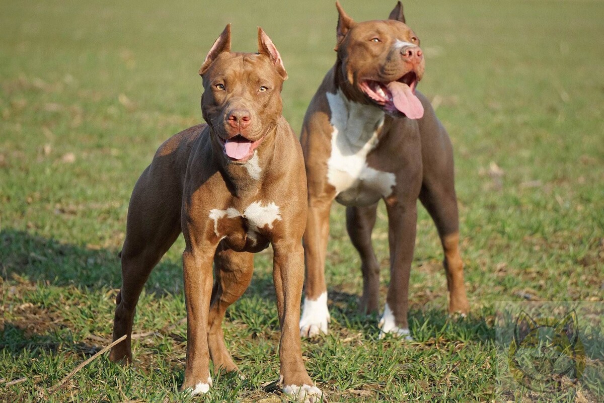 Питбультерьеры