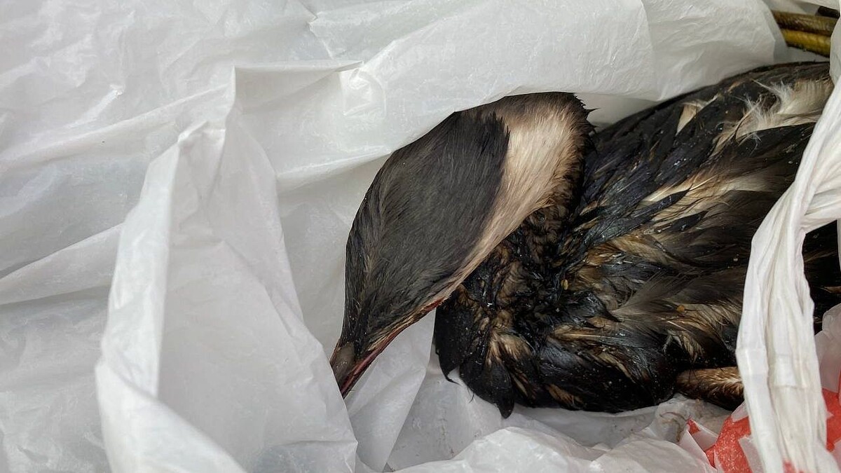    Фото: телеканал «Краснодар»