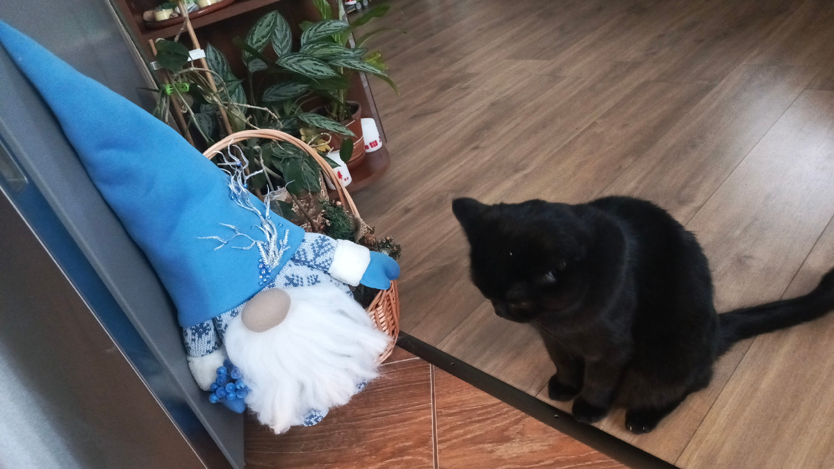 Федя недоволен, что гном занял его корзинку..Двое недовольных(я и он) в доме, это перебор..