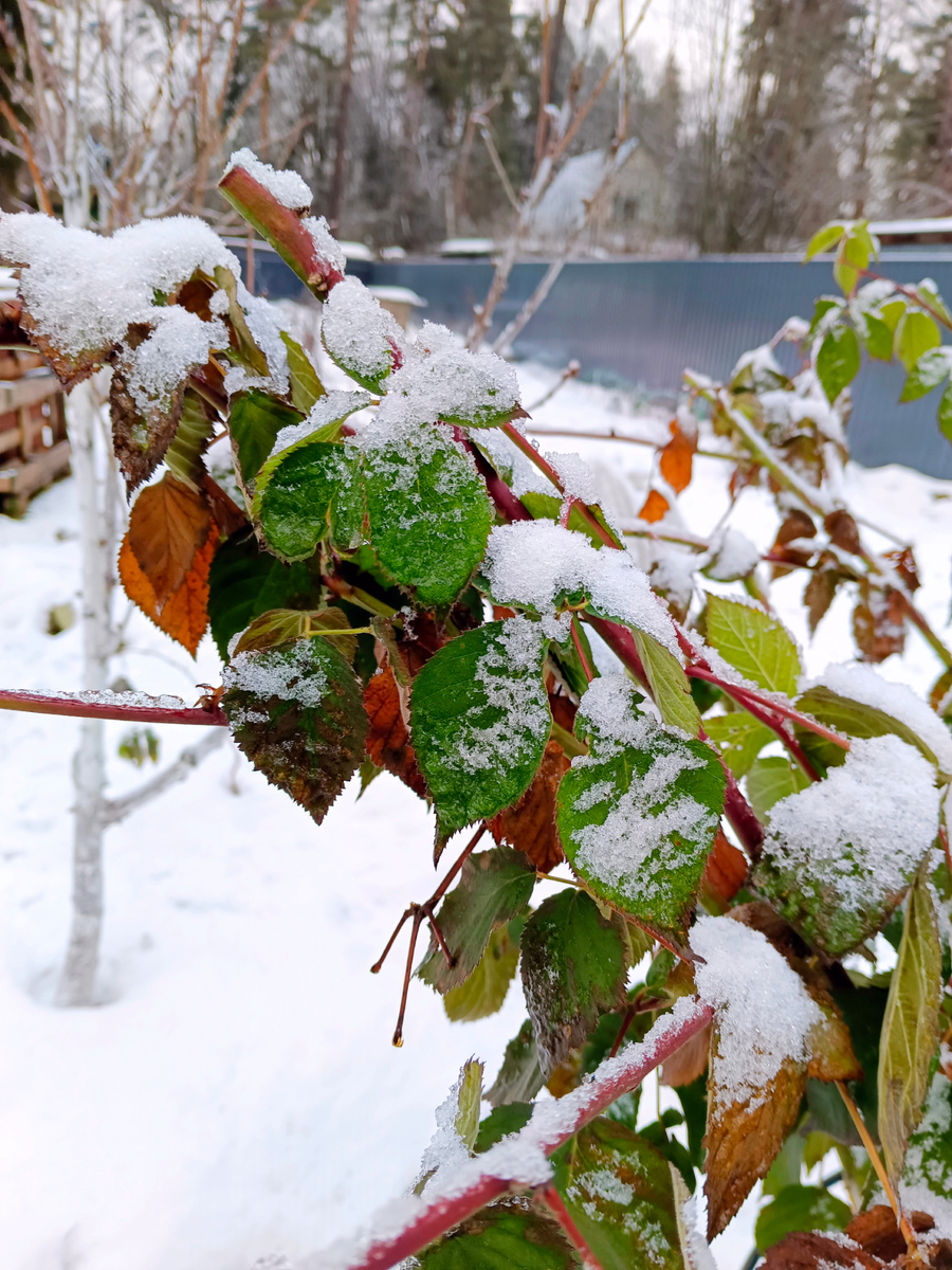 у ежевики свои сезоны) а мы наблюдаем)