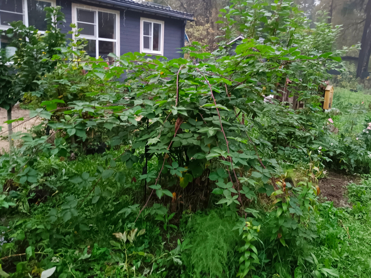 Ежевика отрастила плети с нуля до 3, 5м. Лучше бы ягоды так старательно давала)))