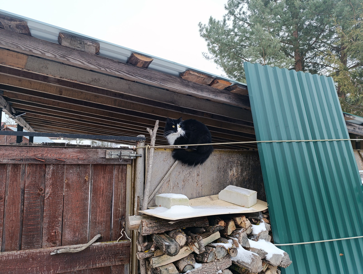 Кот сидит на воротах