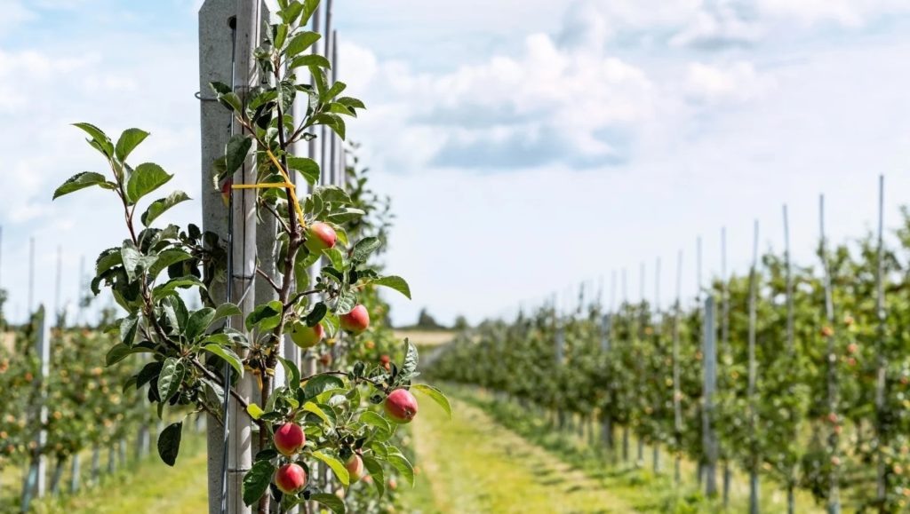 Фото из архива