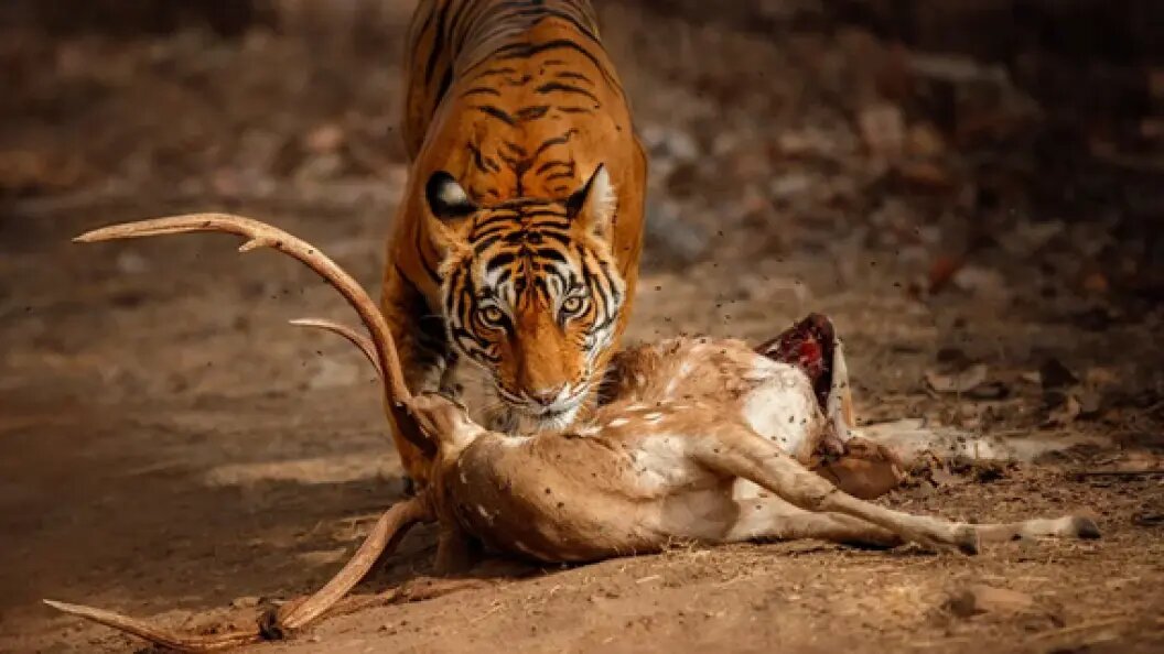    Фото: коллаж Царьграда