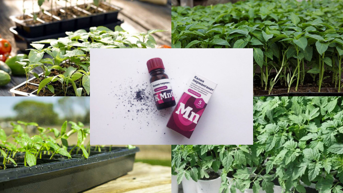 Про выращивание рассады читайте в подборке в конце статьи