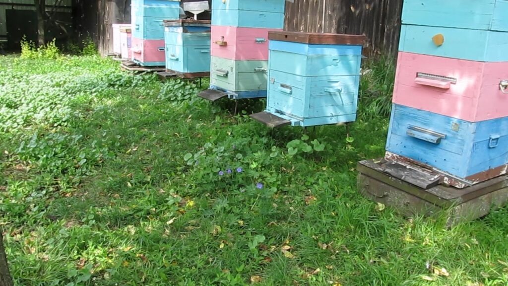 Пасека в начале июля.