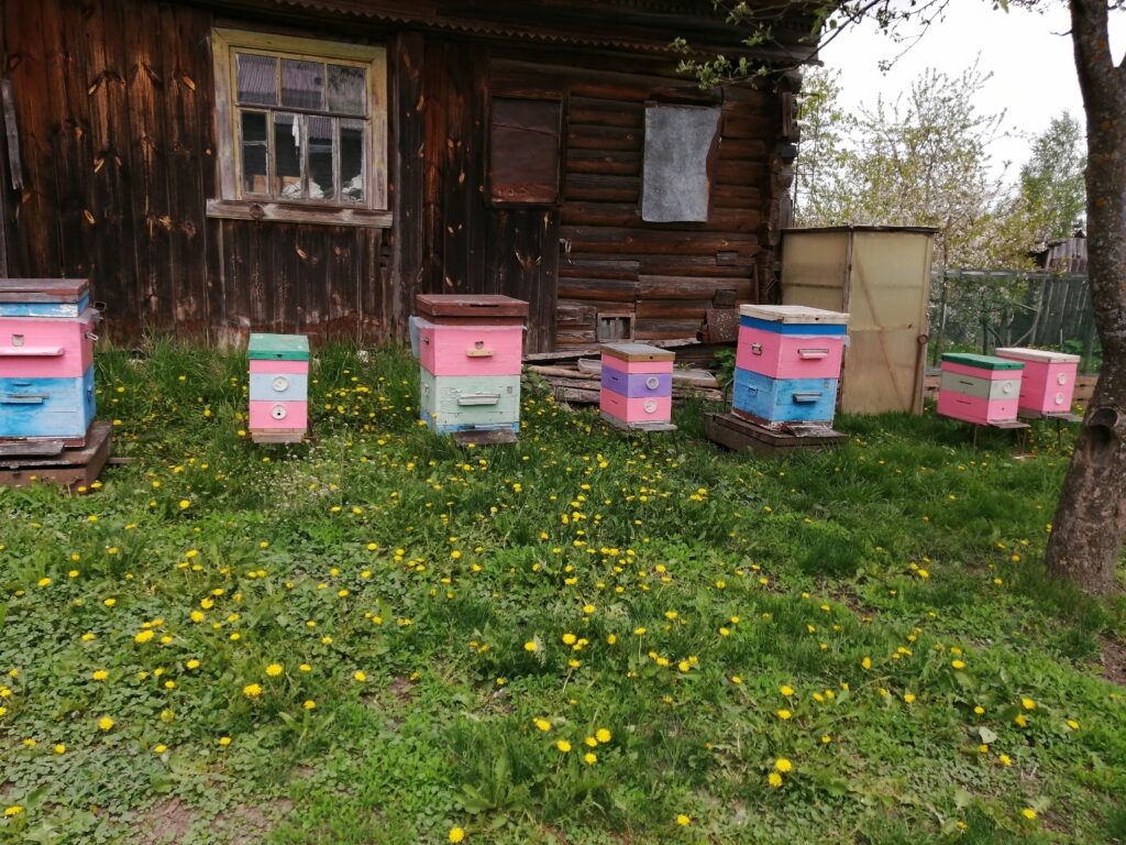 Пасека во второй половине мая.
