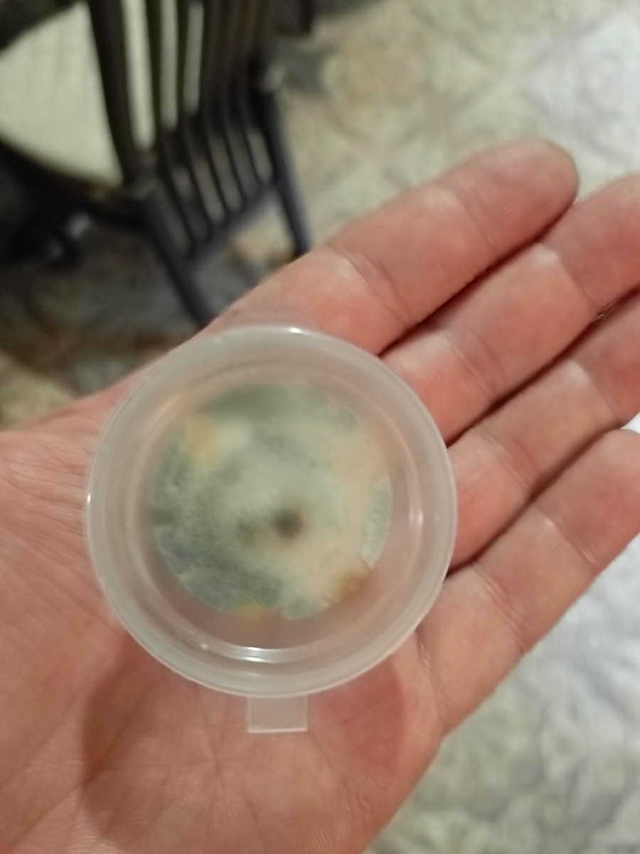 Препарат Глиокладин среда PDA, залит полностью, 13.01/17.01 