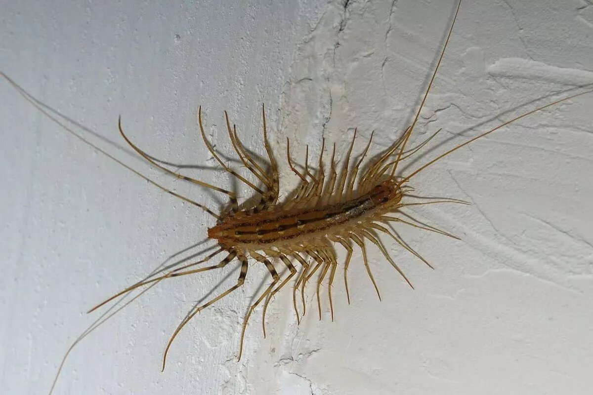 Самое полезное и дружелюбно настроенное к человеку насекомое – мухоловка. Гроза комаров, мух, блох, пауков и муравьев. Единственный минус – отталкивающий внешний вид.
Фото: piqsels