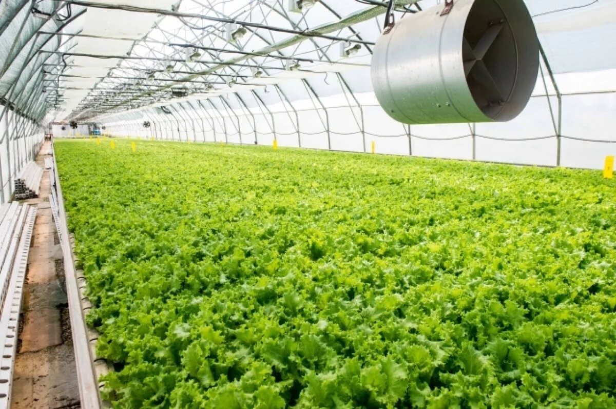    По числу производителей органики Новосибирская области вошла в топ-5