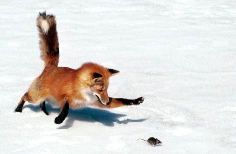 Жизнь на природе, однако!