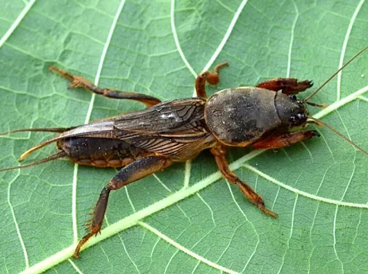 КАК ИЗБАВИТЬСЯ ОТ МЕДВЕДКИ: ДЕЙСТВЕННЫЙ СПОСОБ