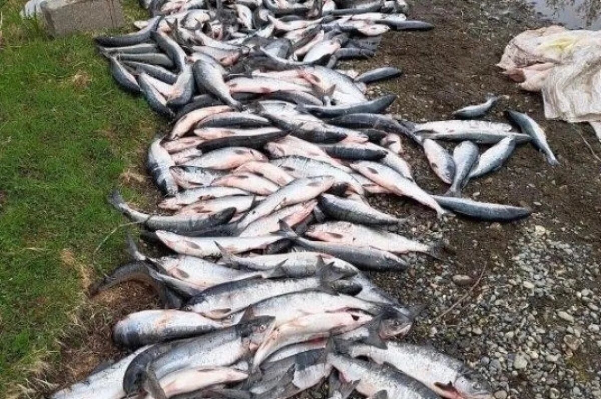    В Хабаровском крае 7 человек поймали лосося на 770 тысяч и условные сроки