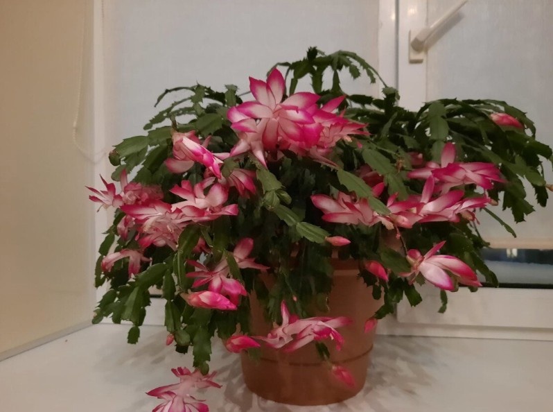 Так цветет мой декабрист каждую зиму