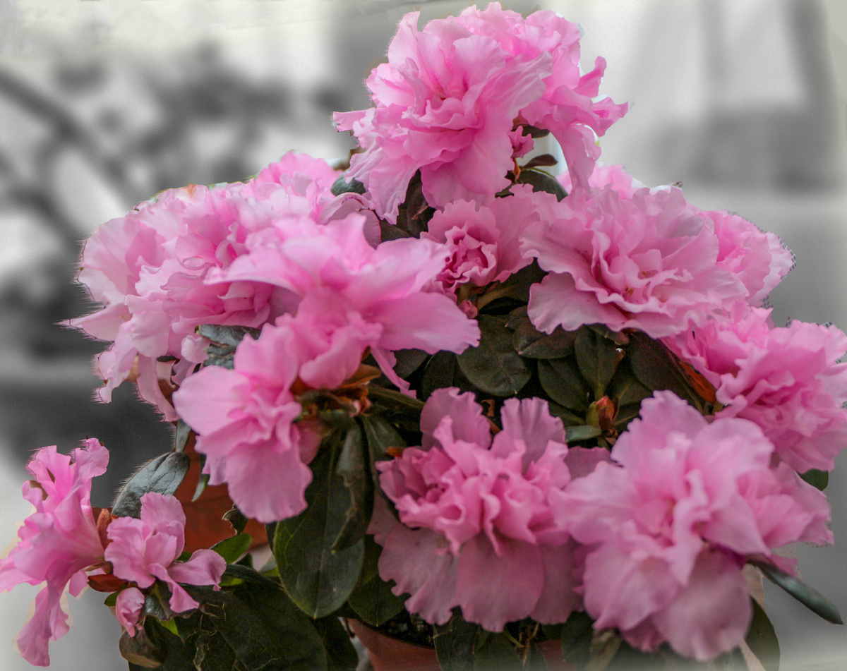 Азалия. фото автора.