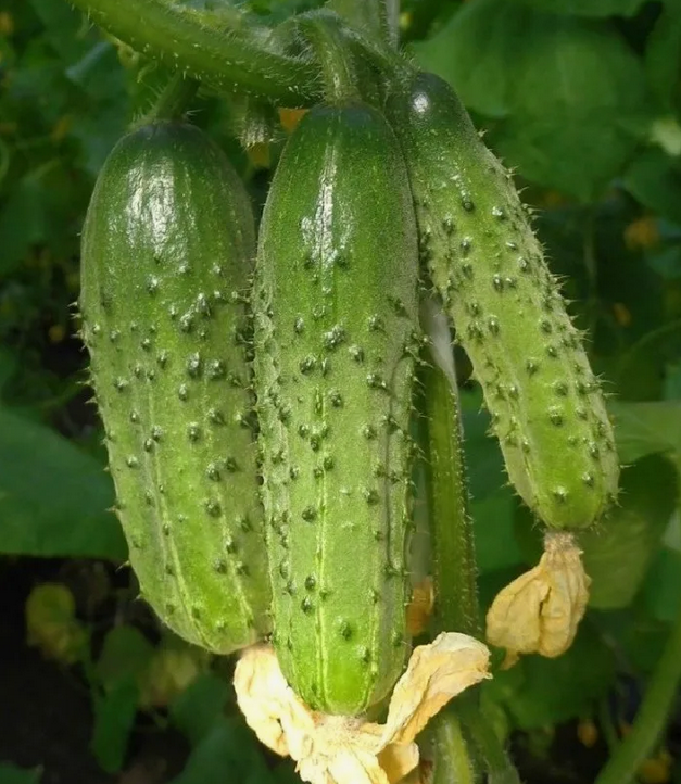 Огурцы на кустах