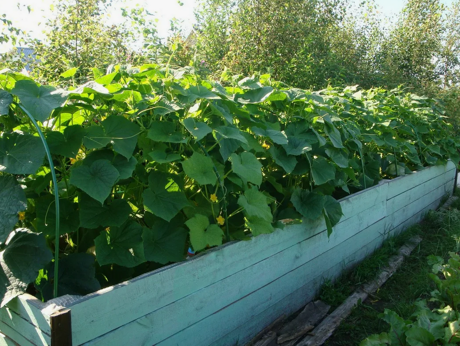 Грядки с огурцами