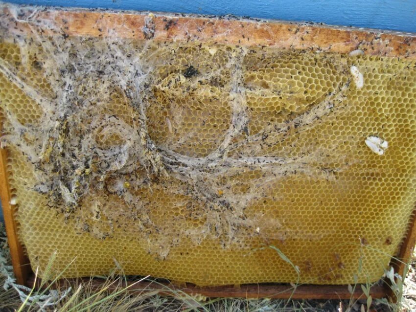 Взята из интернета