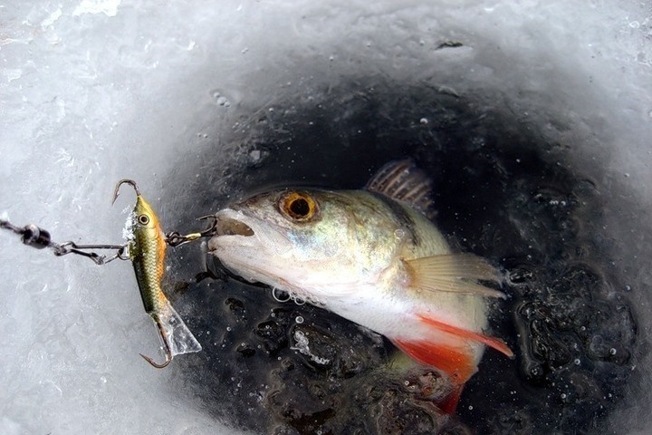 Ловля окуня на балансир