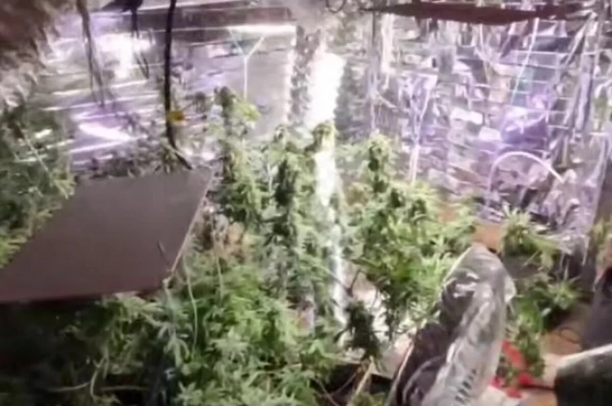    В Красноярске желавшим «покайфовать» наркодельцам грозит 20 лет тюрьмы