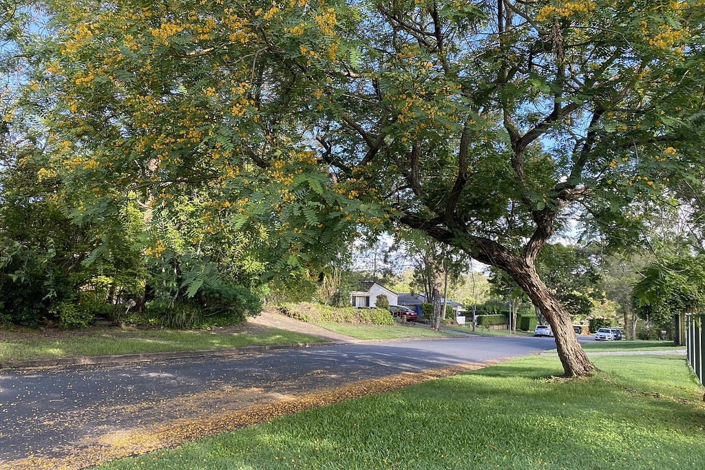 Типуана типу, розовое дерево; фото весеннее, сейчас цветов на этом дереве раза в три меньше, здесь и далее - фото из домашнего архива