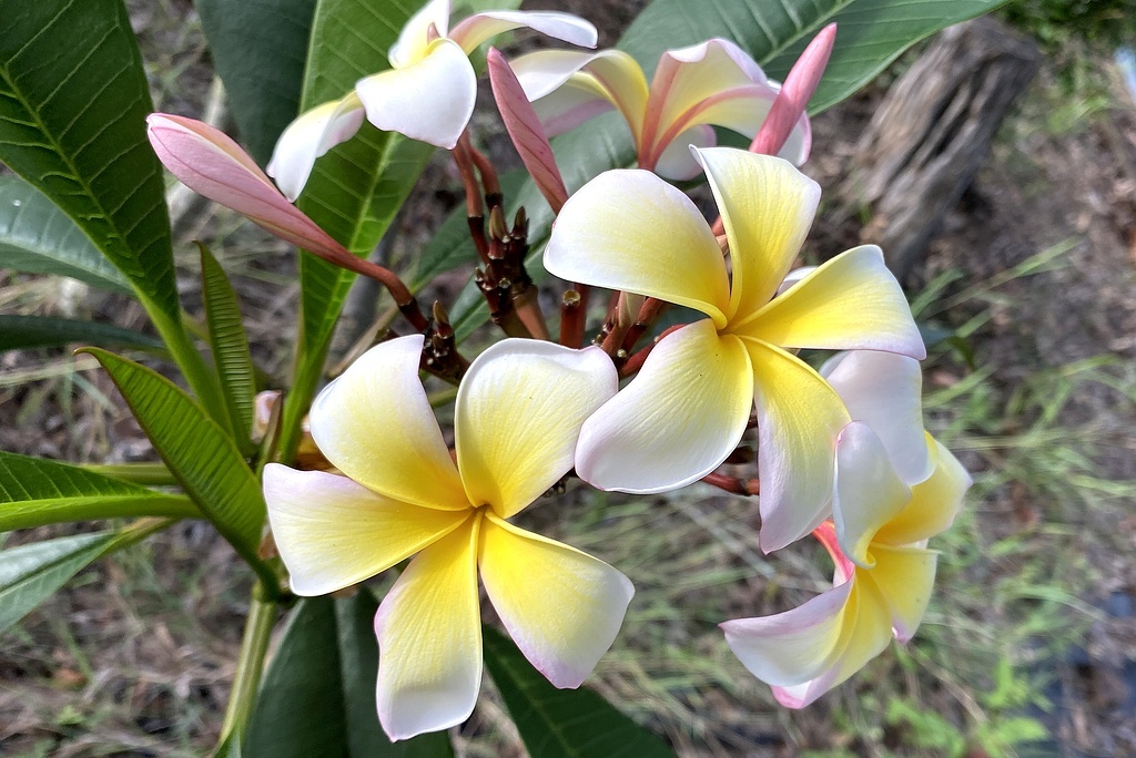 Цветы плюмерии в нашем саду