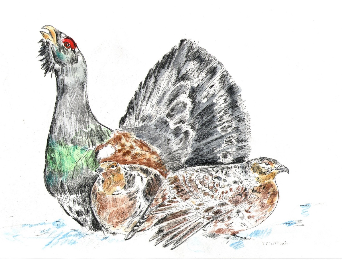 Глухарь. Рис. Н. Павлушиной.