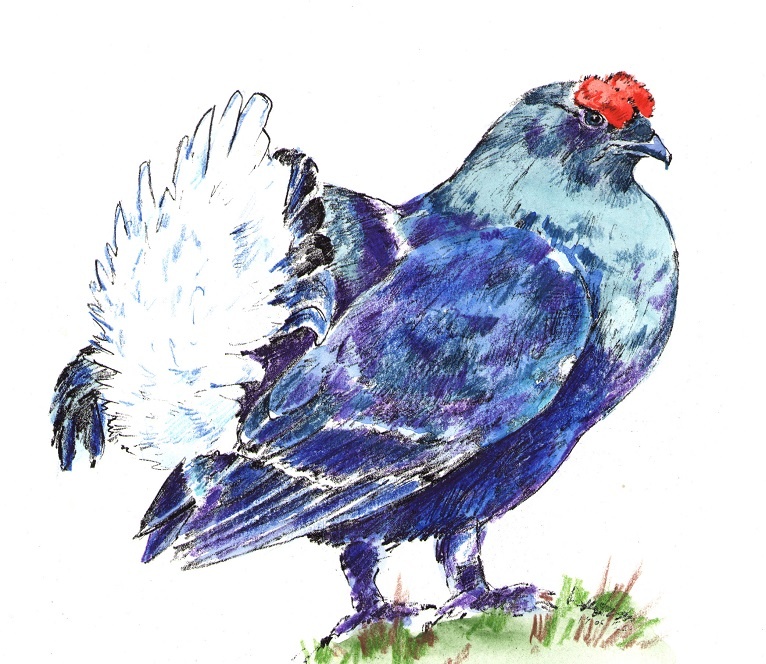 Тетерев. Рис. Н. Павлушиной.