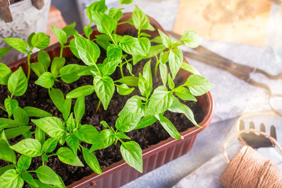     Когда сеять перец на рассаду: не спешите, но и не упустите правильное время