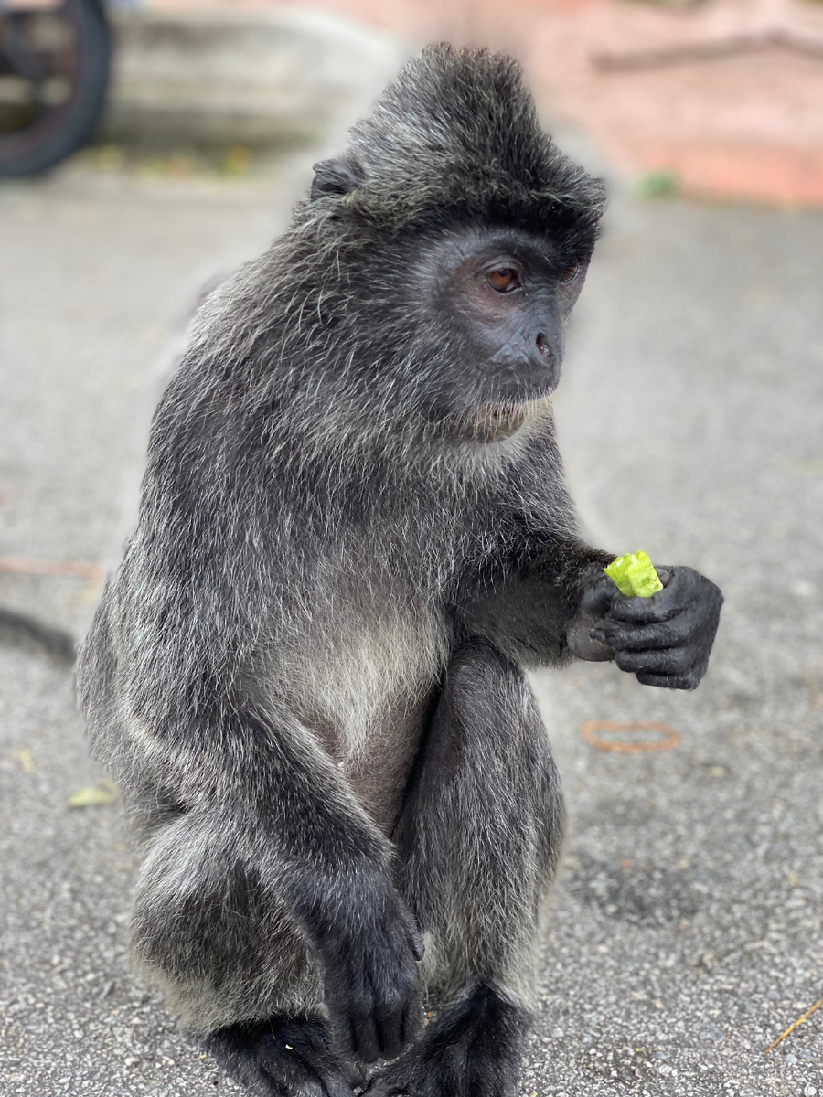 Лангуры безобидны и милы