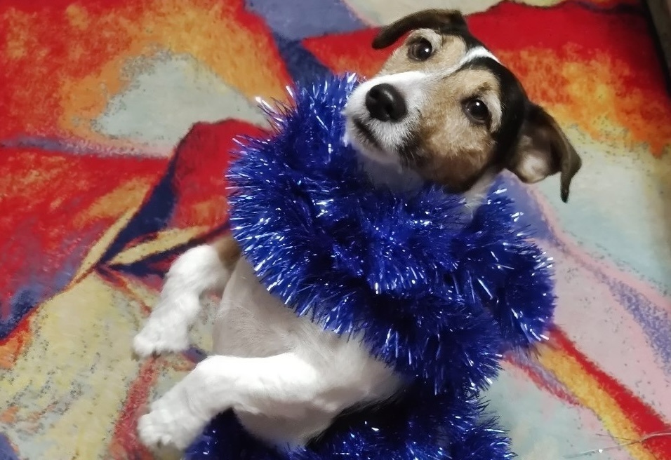 Фото: Работа «Майло и Гранд похищают Новый год» / Социальные сети Молправа Колымы