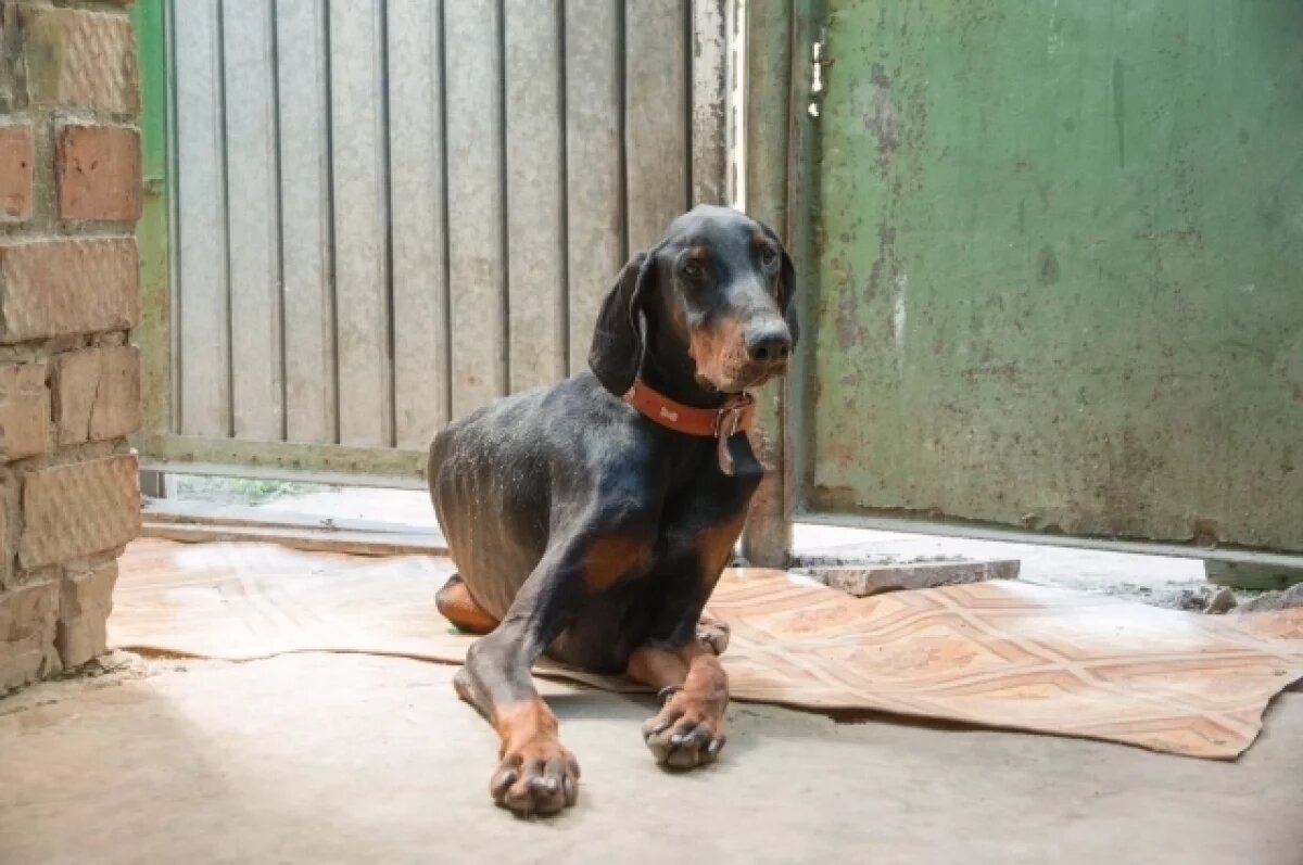    В Самарской губдуме хотят ввести обязательную регистрацию домашних животных