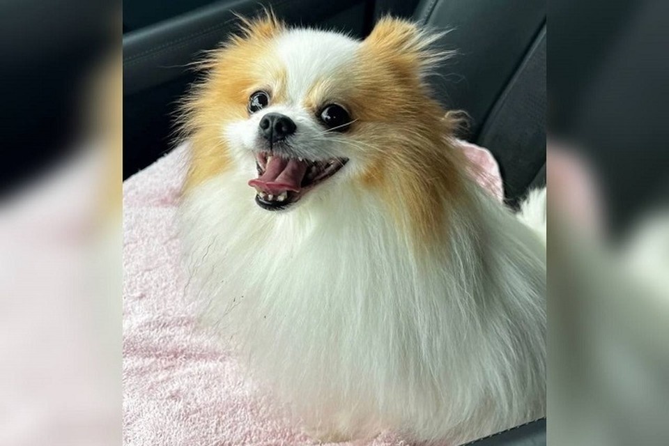    Бывшие хозяйки бросили Тайсона в чужом подъезде и ушли / Фото: Мария Солнце / vk.com